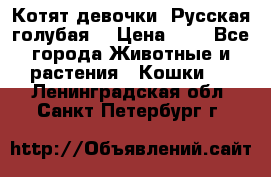 Котят девочки “Русская голубая“ › Цена ­ 0 - Все города Животные и растения » Кошки   . Ленинградская обл.,Санкт-Петербург г.